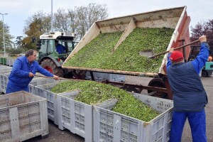 Fortenova grupa kupila Agrolagunu