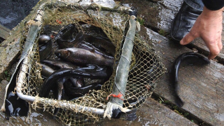 Prvi uzgajivači pastrve u Slavoniji ove godine zbog korone smanjili proizvodnju