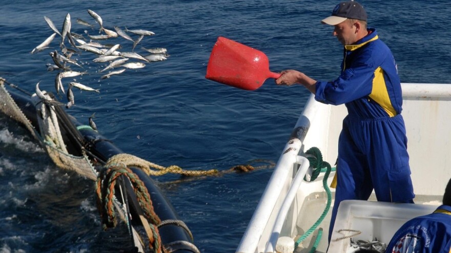 Godišnje proizvodimo 3.200 tona tune, raste i broj uzgajivača