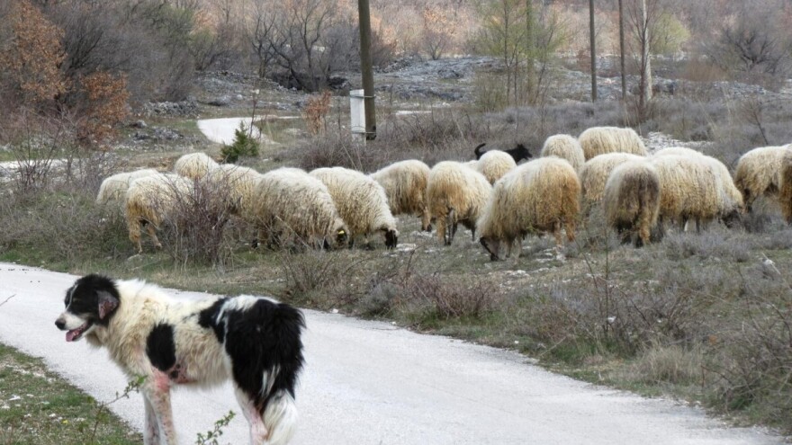 U dvije županije određene zone zaštite i nadziranja zbog potvrde kuge malih preživača