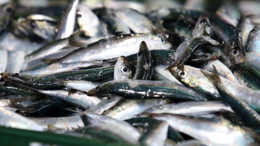 Povećanje ograničenja ulova po srdelaru tijekom studenog i prosinca?