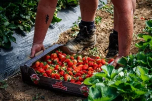 Put Vrgorca: Uz neizostavne svježe očekuju vas i deserti, slastice, kokteli od - jagoda