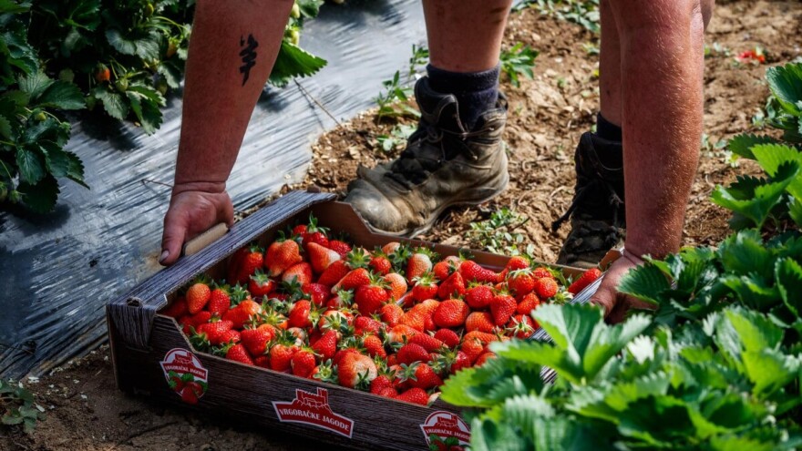 Put Vrgorca: Uz neizostavne svježe očekuju vas i deserti, slastice, kokteli od - jagoda