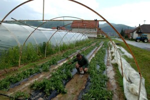Poljoprivrednicima Požeštine 20 milijuna kuna pomoći za saniranje šteta od tuče i poplava 