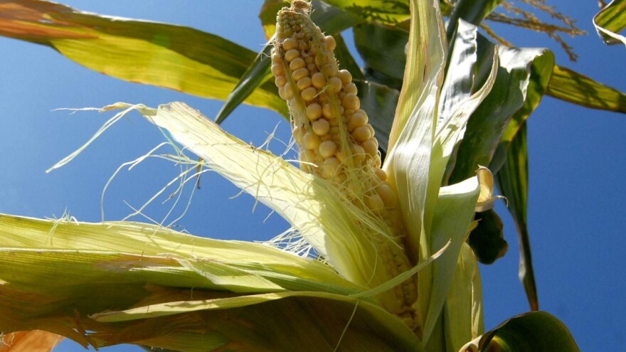 Oluja poharala i ratarske usjeve, uništen kukuruz, suncokret i soja