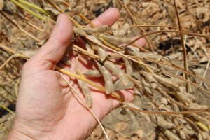 Hrvatska ima domaći sortiment soje visokih agronomskih vrijednosti koji nije GMO