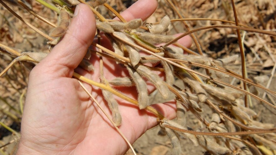 Hrvatska ima domaći sortiment soje visokih agronomskih vrijednosti koji nije GMO