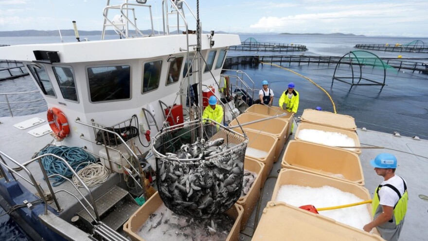 Hrvatska ima tvrtku koja mjesečno proda 1.000 tona ribe, u srpnju dosegli rekordnu prodaju