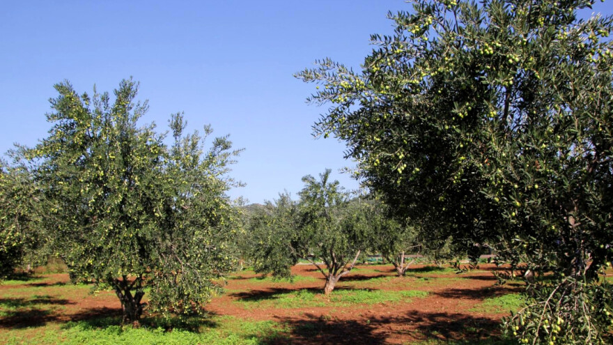 Tko su TOP 10 posjednika maslinika u Hrvatskoj?