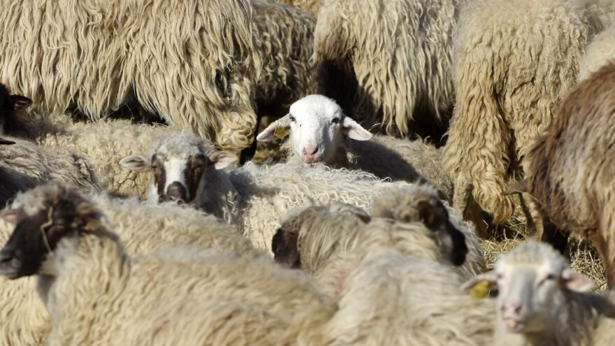 Nakon Splitsko-dalmatinske, kuga malih preživača i u Zadarskoj županiji