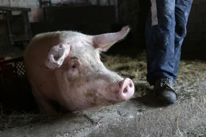 Trebaju li nam tipski objekti za farme svinja?