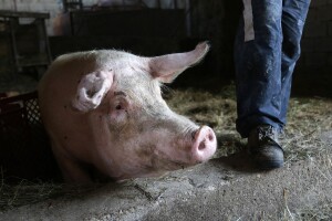 Trebaju li nam tipski objekti za farme svinja?