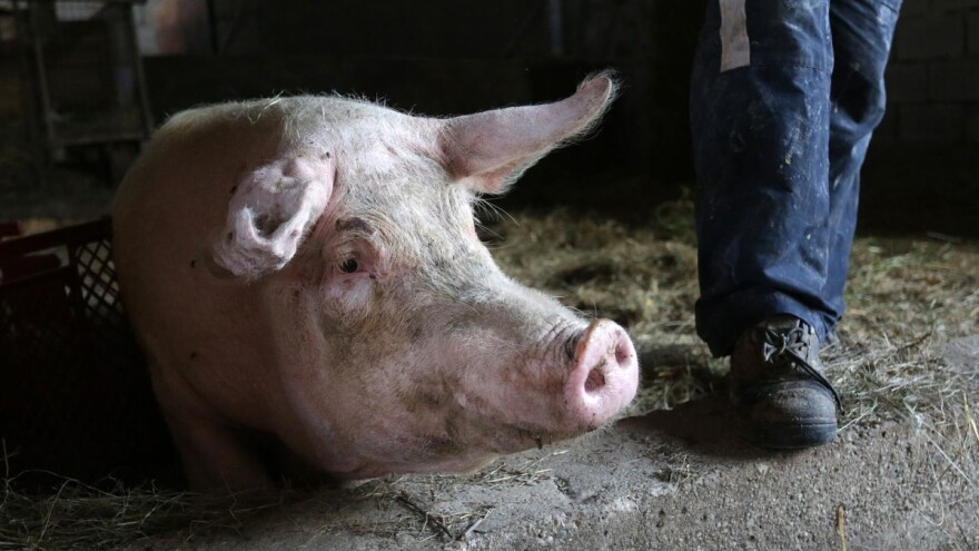 Trebaju li nam tipski objekti za farme svinja?