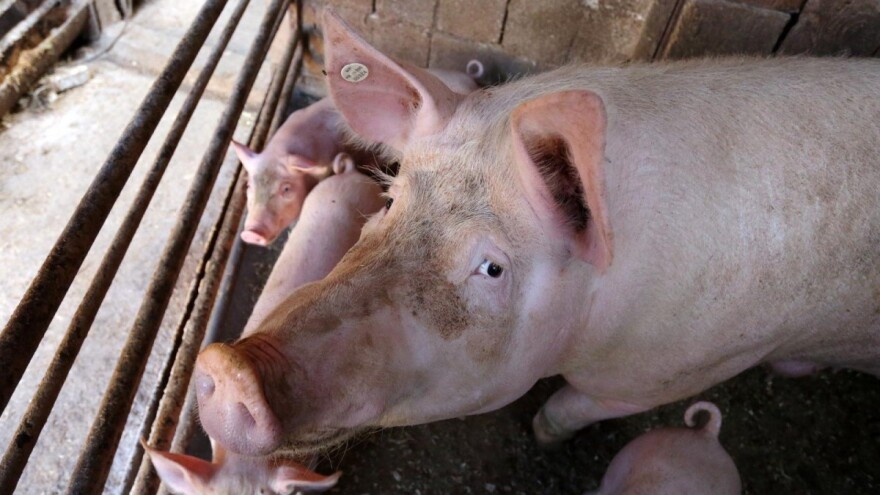 Na glinskom području otvoren svinjogojski repro centar, izgrađen je donacijama