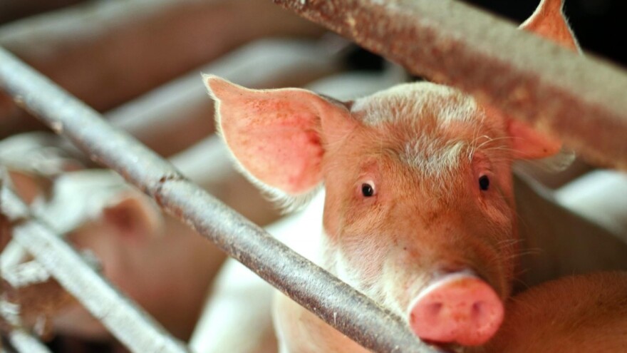 Hrvatskoj odobren 9,3 milijuna eura vrijedan program potpore primarnim proizvođačima