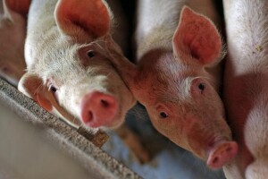 Krah hrvatskog svinjogojstva - uvozimo i prasad pod karencom?
