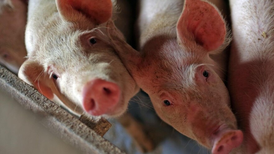 Krah hrvatskog svinjogojstva - uvozimo i prasad pod karencom?