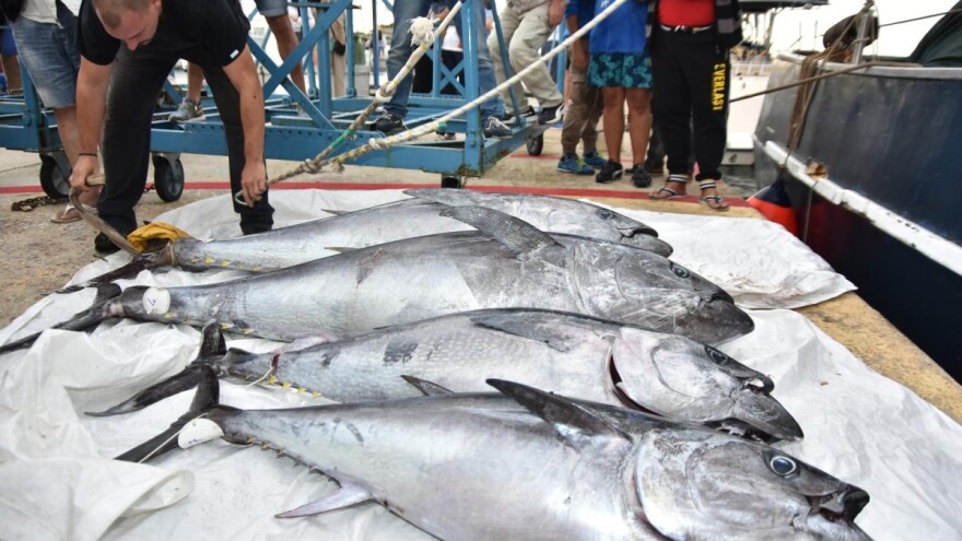 Izmjene Zakona o akvakulturi poslane u Sabor, najvećim dijelom odnose se na tunu
