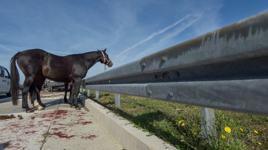 Sudar kamiona na A1: jedan konj uginuo, drugi se razbježali po autocesti