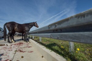 Sudar kamiona na A1: jedan konj uginuo, drugi se razbježali po autocesti