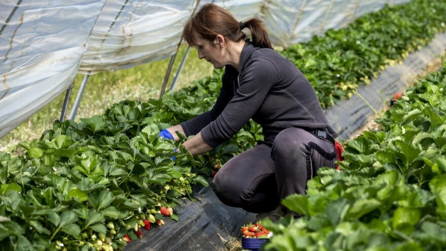 Počela berba jagoda u vrgoračkom kraju, 15 OPG-ova zbog poplava ostalo bez uroda