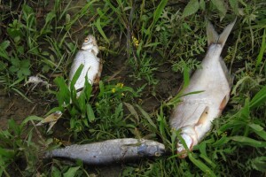 Iz Karašice izvukli više od stotinu kilograma mrtve ribe