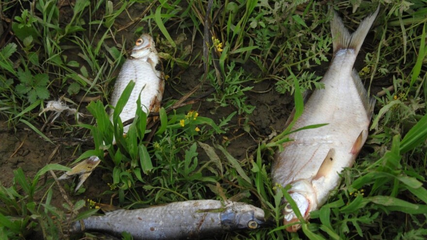 Iz Karašice izvukli više od stotinu kilograma mrtve ribe
