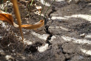Provjerite račun, u tijeku je isplata 33 milijuna kuna potpore za štete od suša