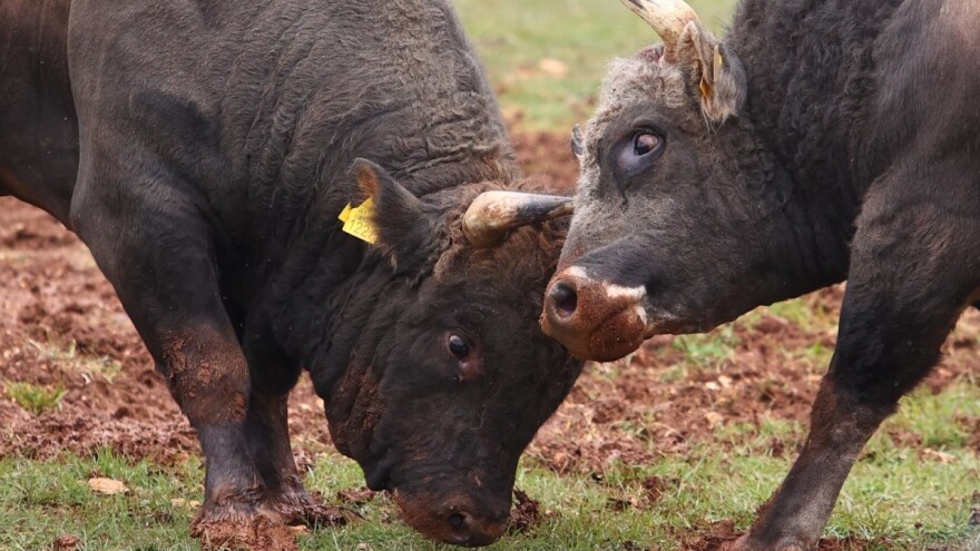 Zečo skinut s trona, bik Alkar novi prvak Hrvatske i BiH