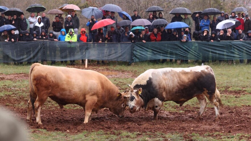 Korida u Nevestu - najavljena borba za šampiona Hrvatske