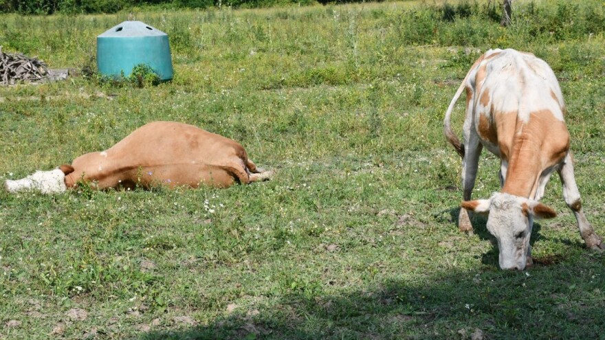 Što je bedrenica, koji su simptomi i što u slučaju zaraze?