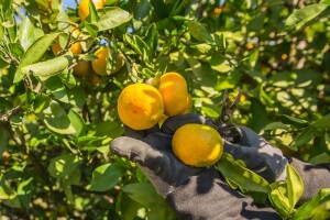 Šok u dolini Neretve: cijena mandarine nakon tjedan dana berbe pala na 2 kune za kilogram?!