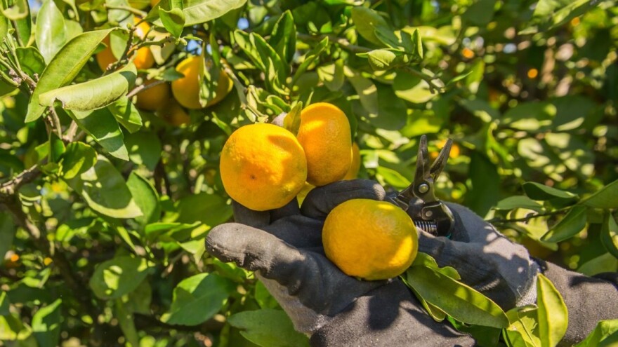 Šok u dolini Neretve: cijena mandarine nakon tjedan dana berbe pala na 2 kune za kilogram?!