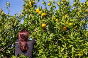 Proizvođači očekuju do 32 tisuće tona mandarina i otkupnu cijenu oko 4 kune