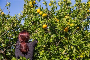 Top 10 proizvođača mandarina u Hrvatskoj