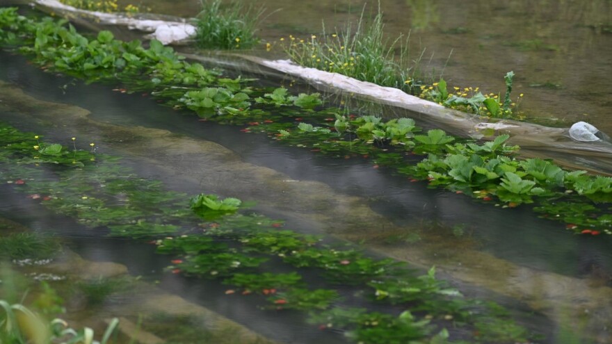 Goranu Rebiću uništen sav urod jagoda i povrća - polja Imotskog polja poplavila voda iz BiH