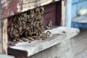 Hrvatsku je lani šokirao pomor 60 milijuna pčela. Koliko su ugrožene i kako im pomoći?