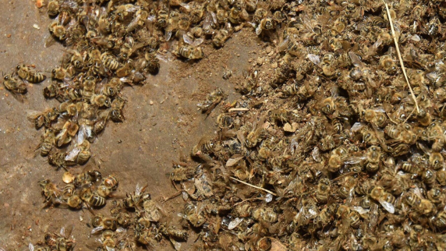 Dobili laboratorijski nalaz, ali i dalje ne znaju zbog čega je uginulo 60 milijuna pčela