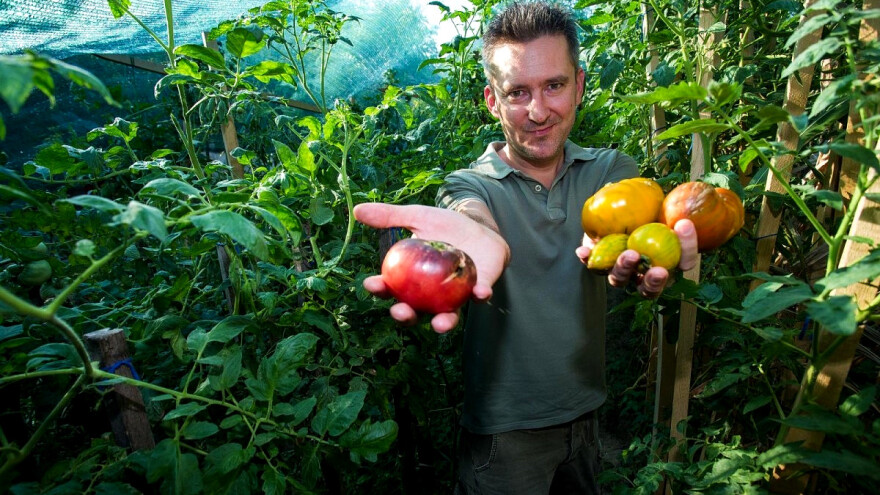 Kako je Dražen Karačić Cacan od amaterskog uzgoja rajčice došao do dvije nove sorte?