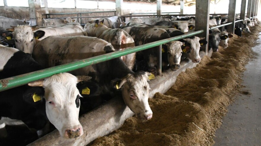 Priča o tovu junadi ili kako izgleda računica hrvatskog tovljača?