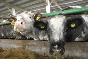 Udruga Baby Beef zatražila potporu i pomoć države uzgajivačima junadi
