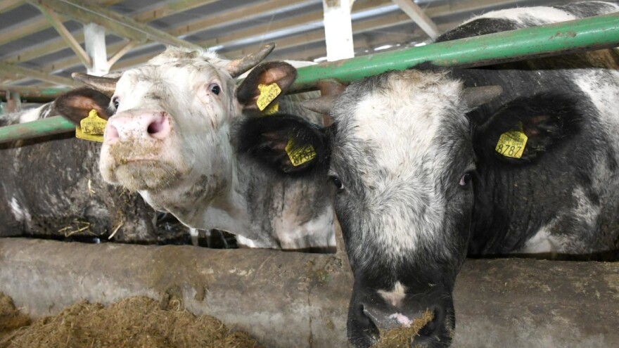 Udruga Baby Beef zatražila potporu i pomoć države uzgajivačima junadi