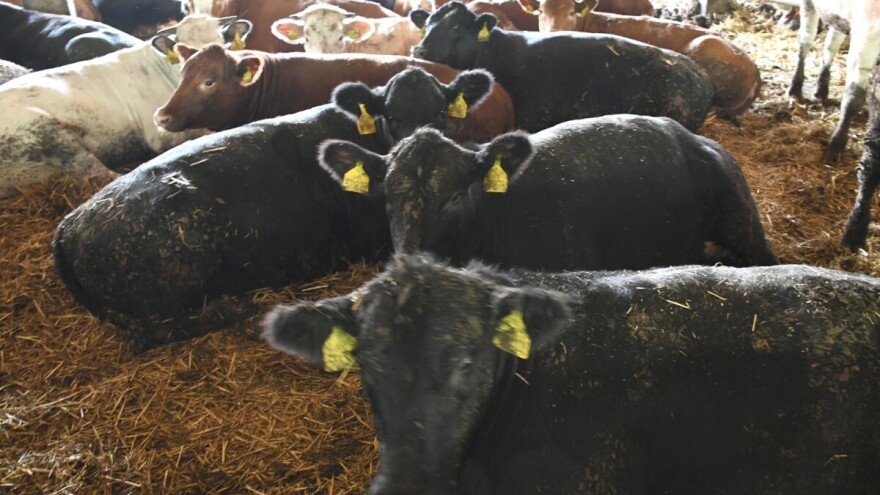 Brojke stoke u tovu su rekordno visoke, cijene junadi rastu. Što se to kuha iza brda?