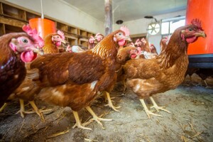 Prva hrvatska GMO free jaja: Kutija 20 kuna, a sve prodaju