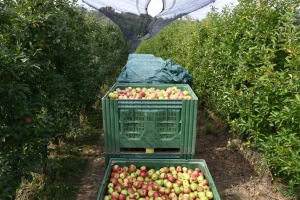 Poslovi u voćnjaku nakon berbe jabuka