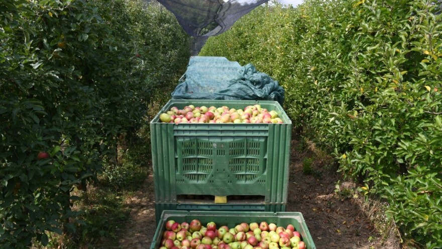 Poslovi u voćnjaku nakon berbe jabuka