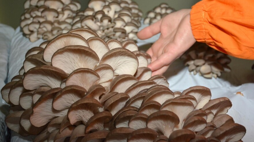 Uz lipicance, dodatnu zaradu obitelj Medvidović pronašla je u uzgoju bukovača