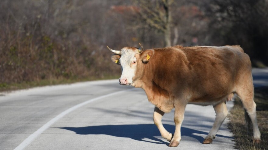 Staje se na kraj neodgovornim vlasnicima i ostavljanju stoke bez nadzora?