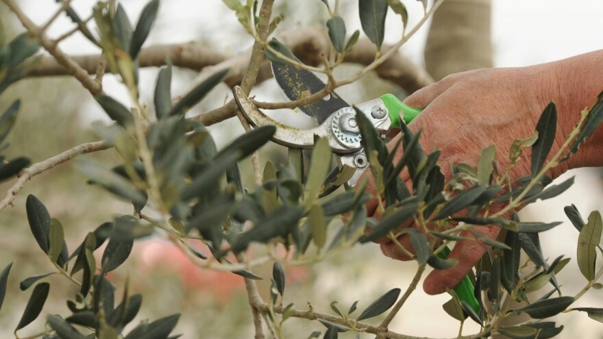 Kasna gnojidba i rezidba masline nakon berbe povećavaju štete od hladnoće