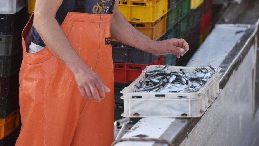 Plan ribarstva važniji od IGP-a: Hrvati 'ušparali' 58.000 tona sitne plave ribe